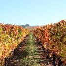 Vignes